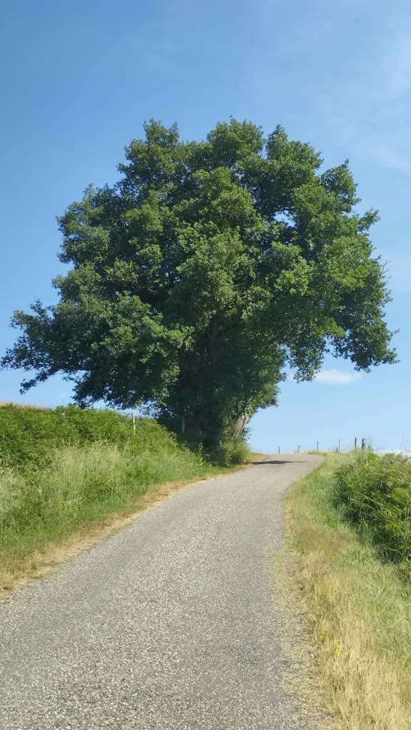 A large oak tree beside a small country road climbing uphill, under a blue summer sky.