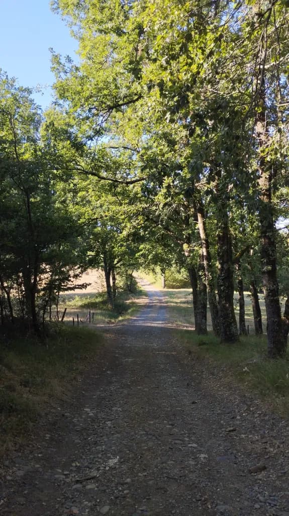 A dirt path beneath a canopy of sunlit trees.