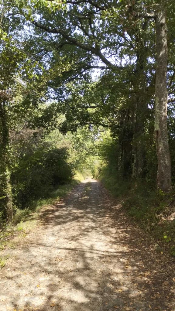 A shady trail under tall trees, dappled with light.